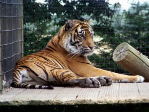 Thrigby Hall Wildlife Gardens